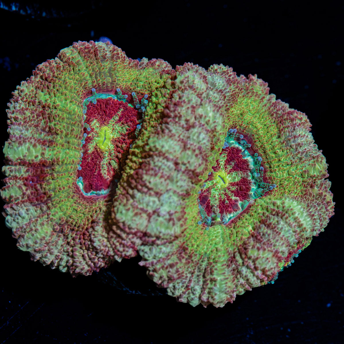 Pirate Hunter Asian Acan Coral with fleshy polyps in reef aquarium