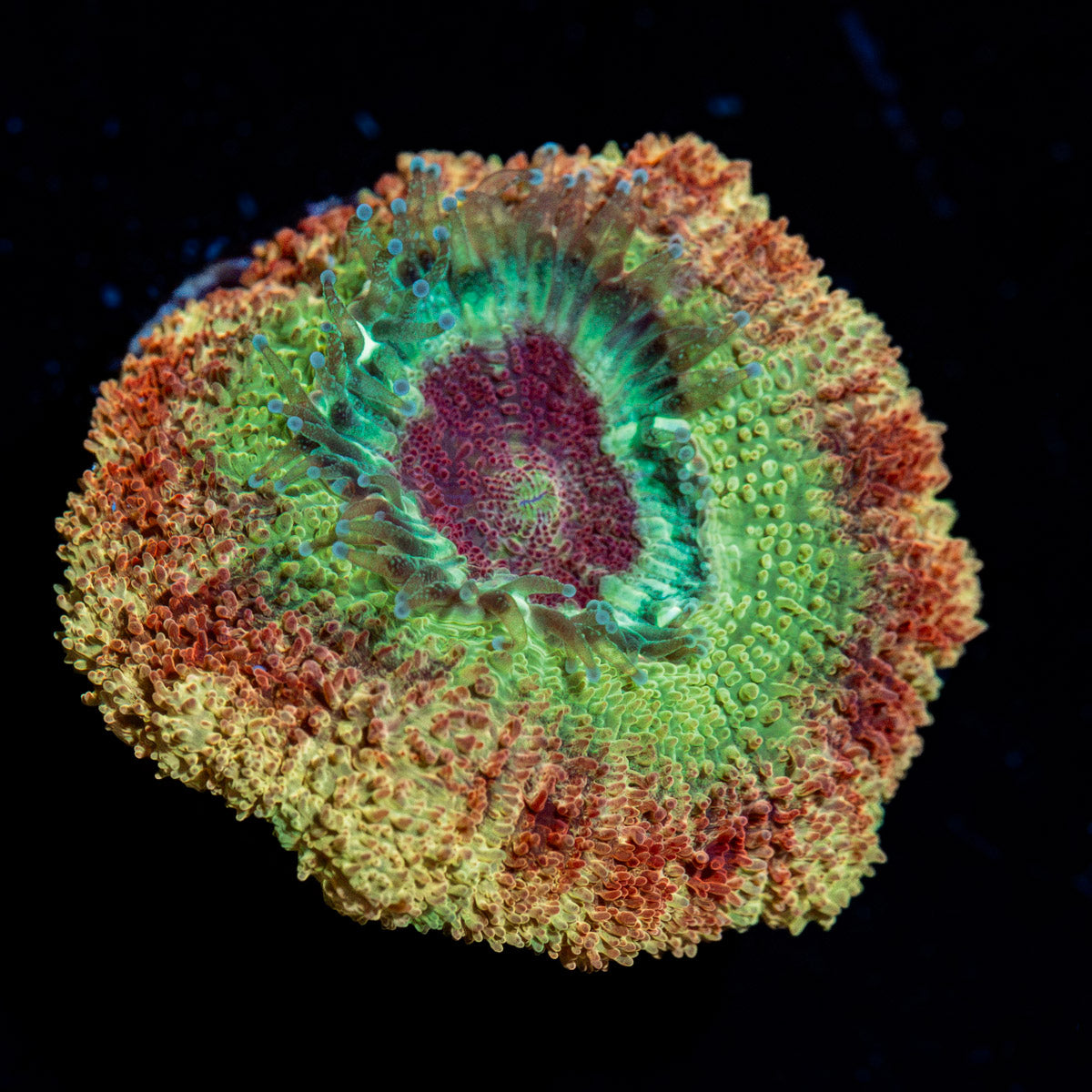 Chomper Asian Acan Coral with fleshy polyps in reef aquarium