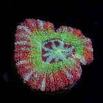 Pirate Hunter Asian Acan Coral with fleshy polyps in reef aquarium