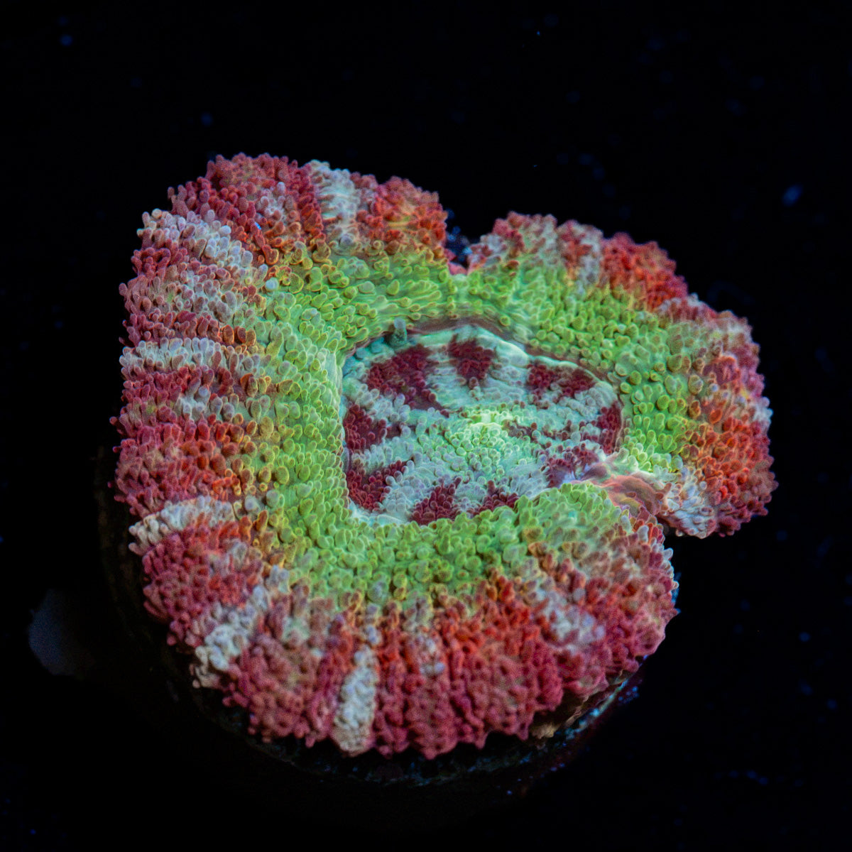 Pirate Hunter Asian Acan Coral with fleshy polyps in reef aquarium