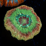 Chomper Asian Acan Coral with fleshy polyps in reef aquarium