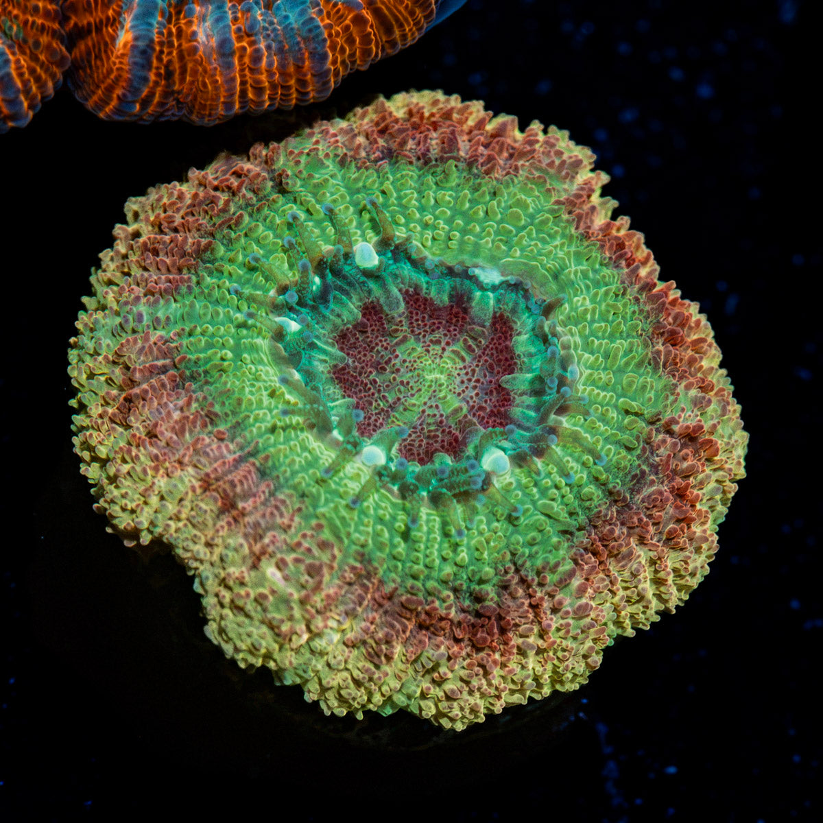 Chomper Asian Acan Coral with fleshy polyps in reef aquarium