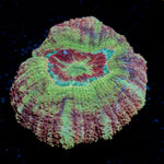 Chomper Asian Acan Coral with fleshy polyps in reef aquarium