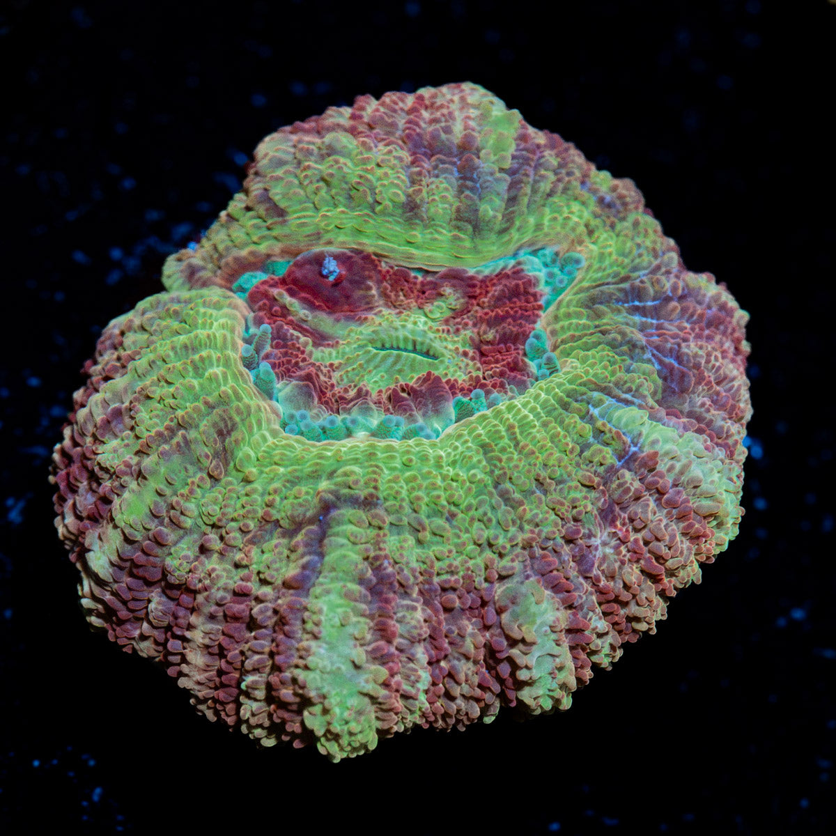 Chomper Asian Acan Coral with fleshy polyps in reef aquarium
