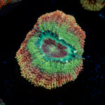 Chomper Asian Acan Coral with fleshy polyps in reef aquarium