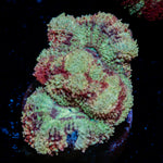 Hawk Eye Asian Acan Coral with fleshy polyps in reef aquarium