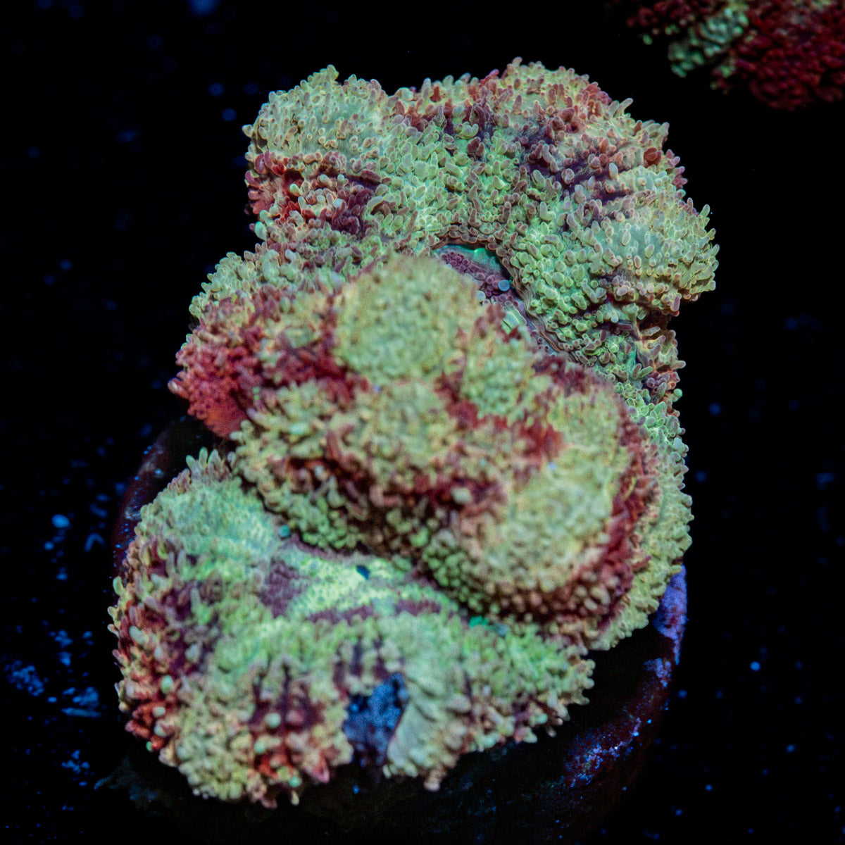 Hawk Eye Asian Acan Coral with fleshy polyps in reef aquarium