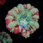 Hawk Eye Asian Acan Coral with fleshy polyps in reef aquarium