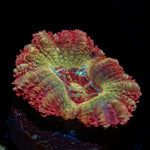 Hades Ego Asian Acan Coral with fleshy polyps in reef aquarium