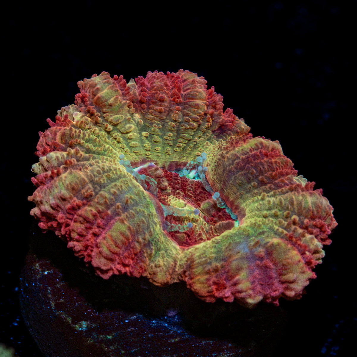 Hades Ego Asian Acan Coral with fleshy polyps in reef aquarium