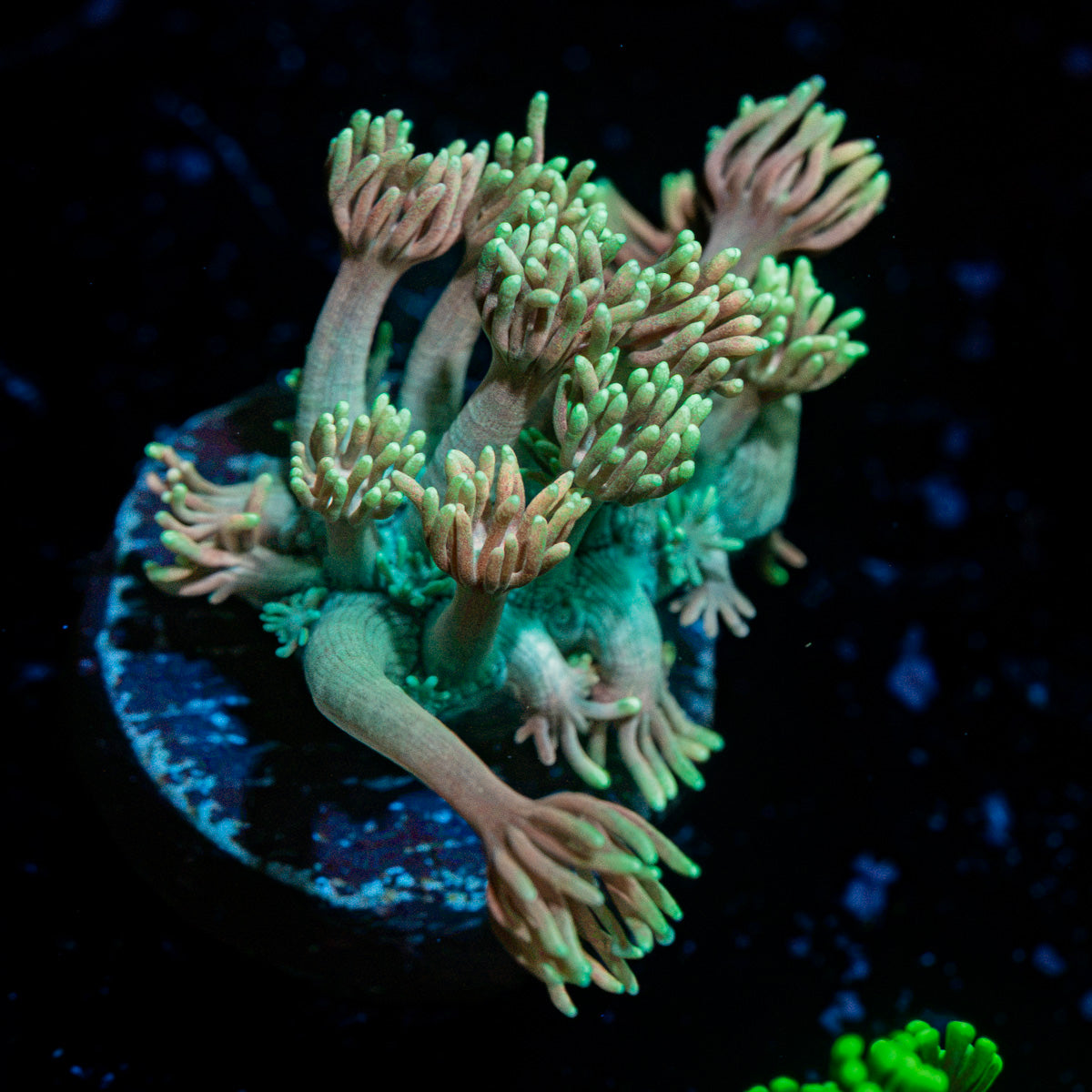 Juice Fruit Goniopora coral with flower-like polyps in reef aquarium
