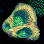 King Slayer Favia Coral with encrusting growth in reef aquarium