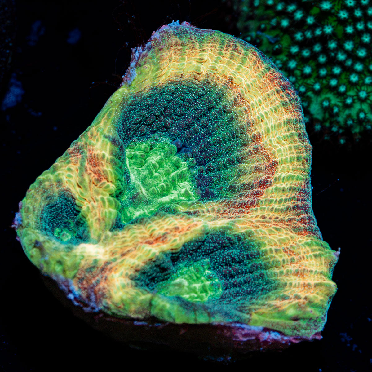 King Slayer Favia Coral with encrusting growth in reef aquarium