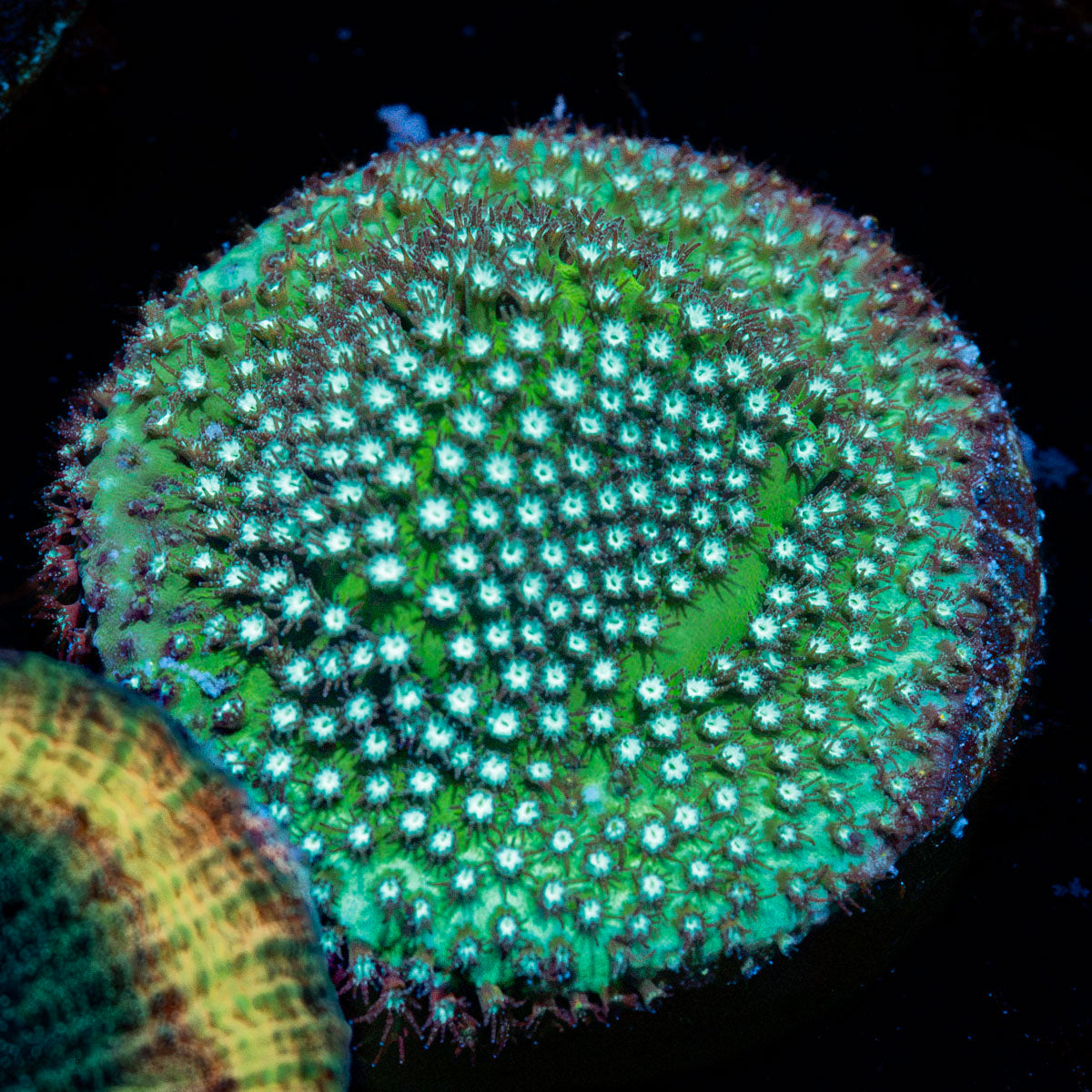 JF Grassy Fields Stylo Coral with branching growth in reef aquarium