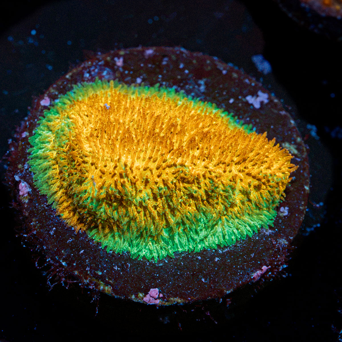 TG Watermelon Psammocora Coral with encrusting growth in reef aquarium