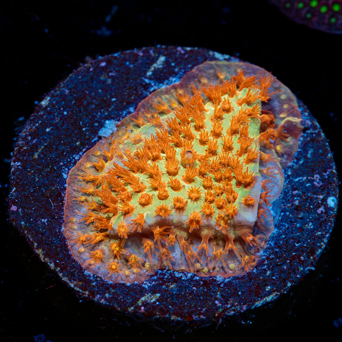 JF Burning Banana Stylo Coral with branching growth in reef aquarium