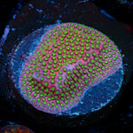 WWC Electric Daisy Stylo with branching growth in reef aquarium