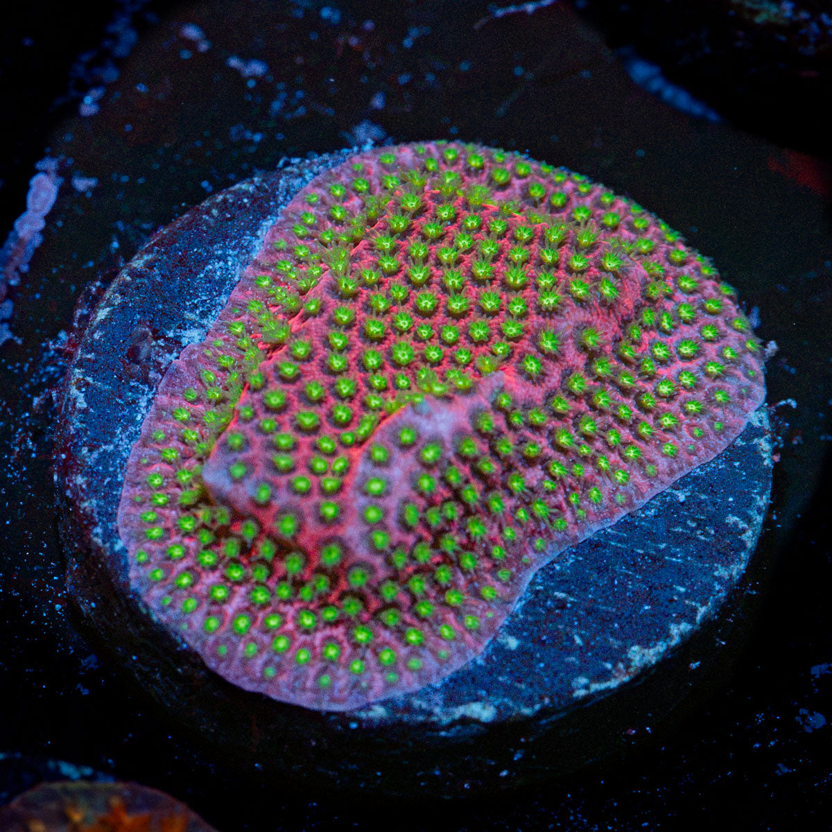WWC Electric Daisy Stylo with branching growth in reef aquarium