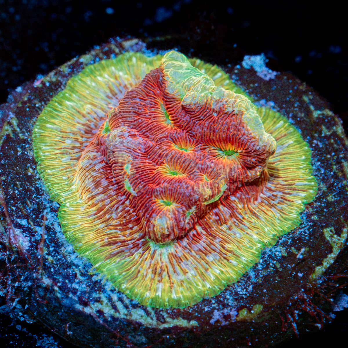 Klepto Lepto Coral with encrusting growth in reef aquarium