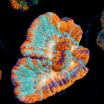 Tsunami Wilsoni Coral with fleshy open polyp in reef aquarium