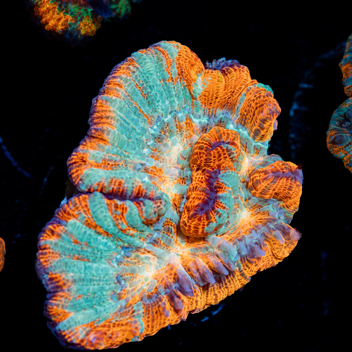 Tsunami Wilsoni Coral with fleshy open polyp in reef aquarium