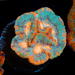 Tsunami Wilsoni Coral with fleshy open polyp in reef aquarium