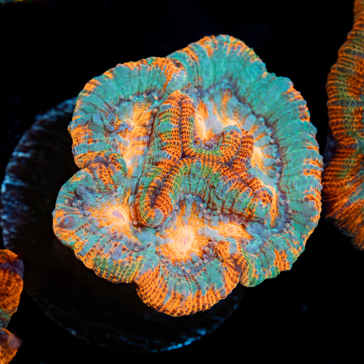 Tsunami Wilsoni Coral with fleshy open polyp in reef aquarium