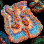 Tsunami Wilsoni Coral with fleshy open polyp in reef aquarium