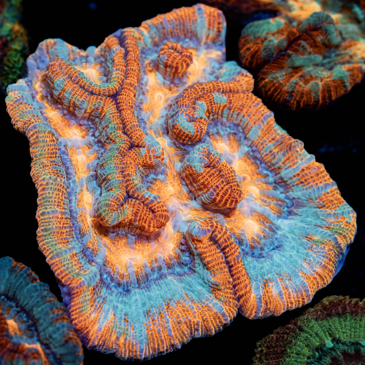 Tsunami Wilsoni Coral with fleshy open polyp in reef aquarium