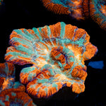 Tsunami Wilsoni Coral with fleshy open polyp in reef aquarium