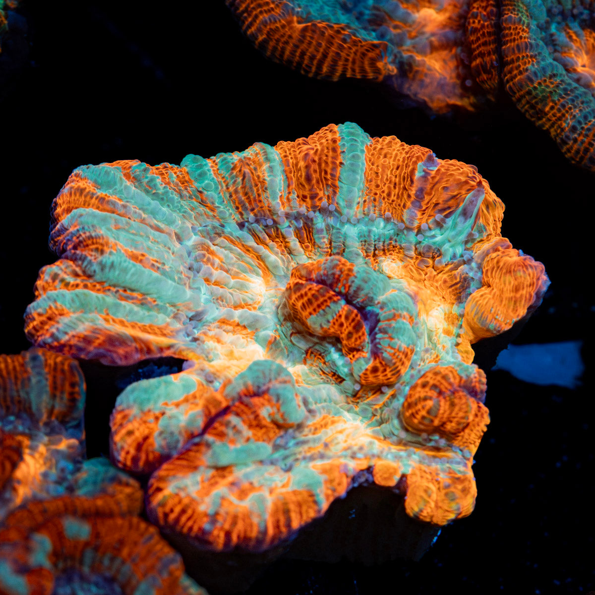 Tsunami Wilsoni Coral with fleshy open polyp in reef aquarium