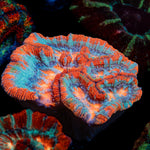 Tsunami Wilsoni Coral with fleshy open polyp in reef aquarium