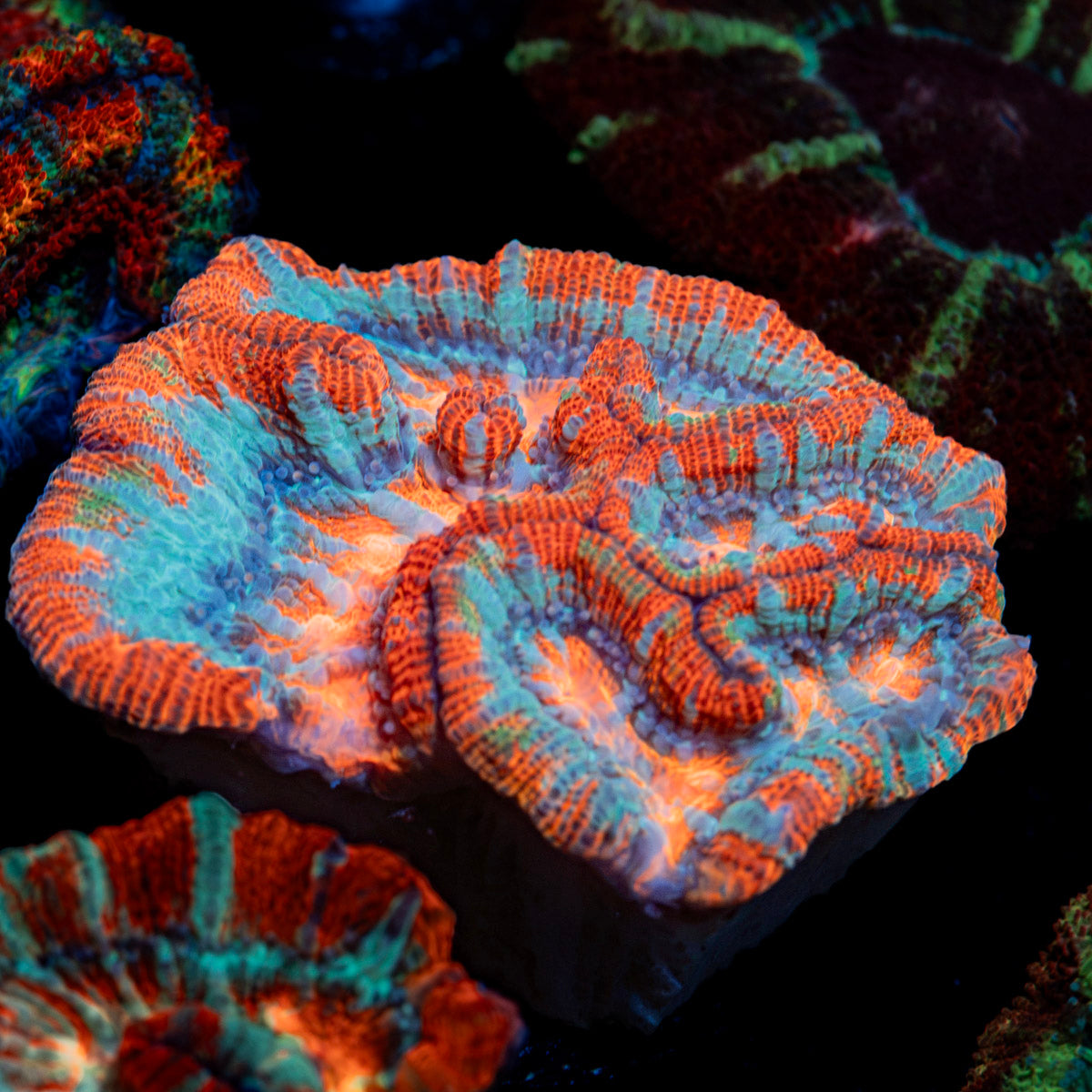 Tsunami Wilsoni Coral with fleshy open polyp in reef aquarium