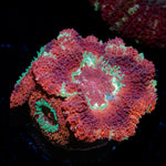 BloodMoon Asian Acan Coral with fleshy polyps in reef aquarium