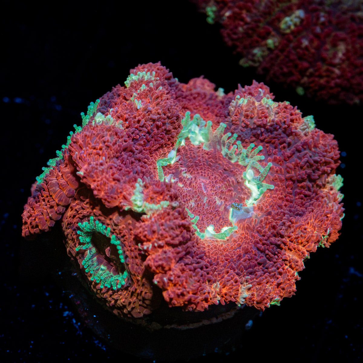 BloodMoon Asian Acan Coral with fleshy polyps in reef aquarium
