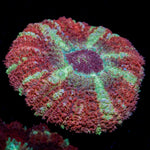 Hypnotic Asian Acan Coral with fleshy polyps in reef aquarium
