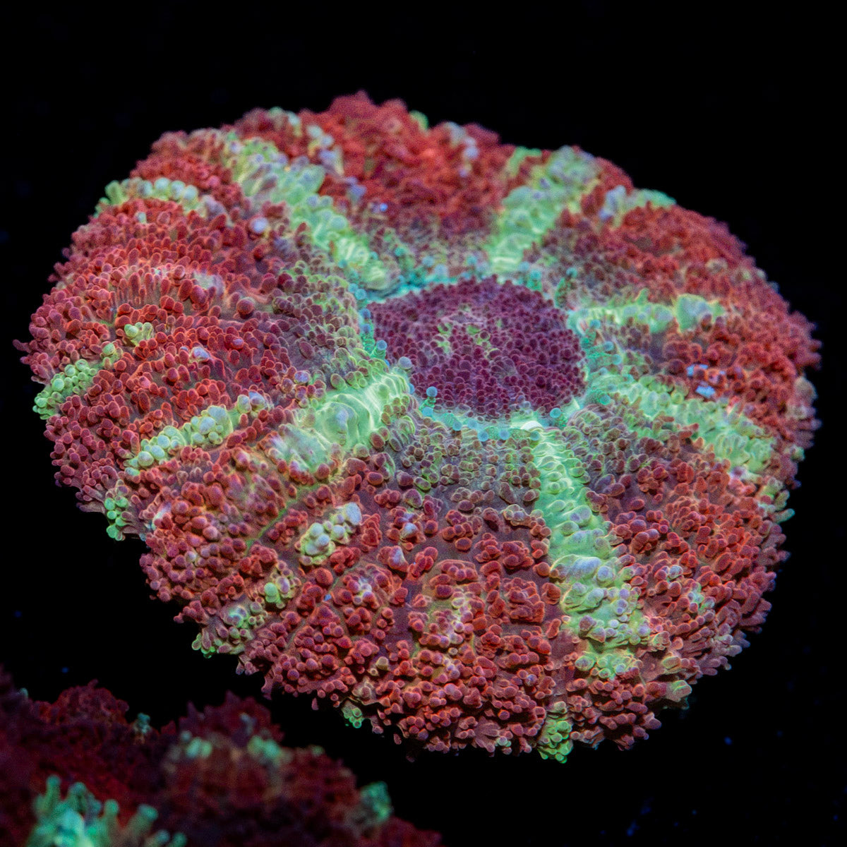 Hypnotic Asian Acan Coral with fleshy polyps in reef aquarium