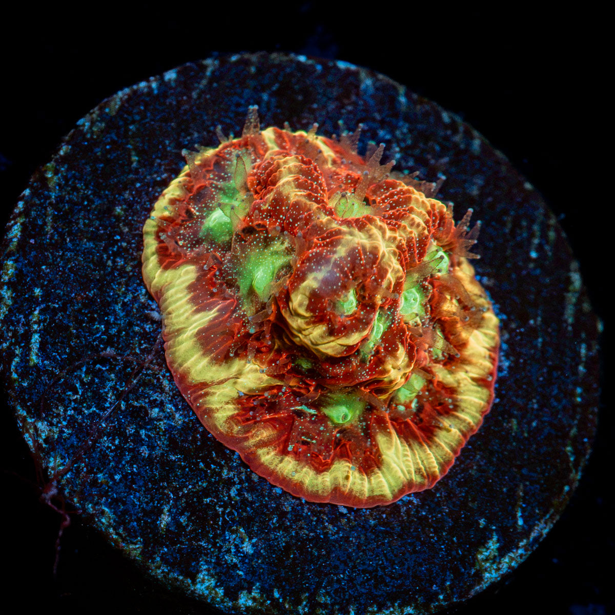 Conflict Diamond Favia Coral with encrusting growth in reef aquarium