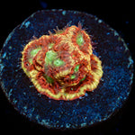 Conflict Diamond Favia Coral with encrusting growth in reef aquarium