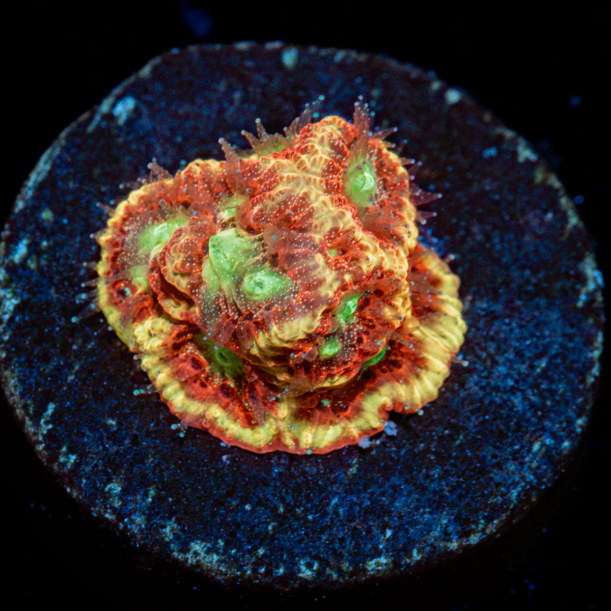 Conflict Diamond Favia Coral with encrusting growth in reef aquarium