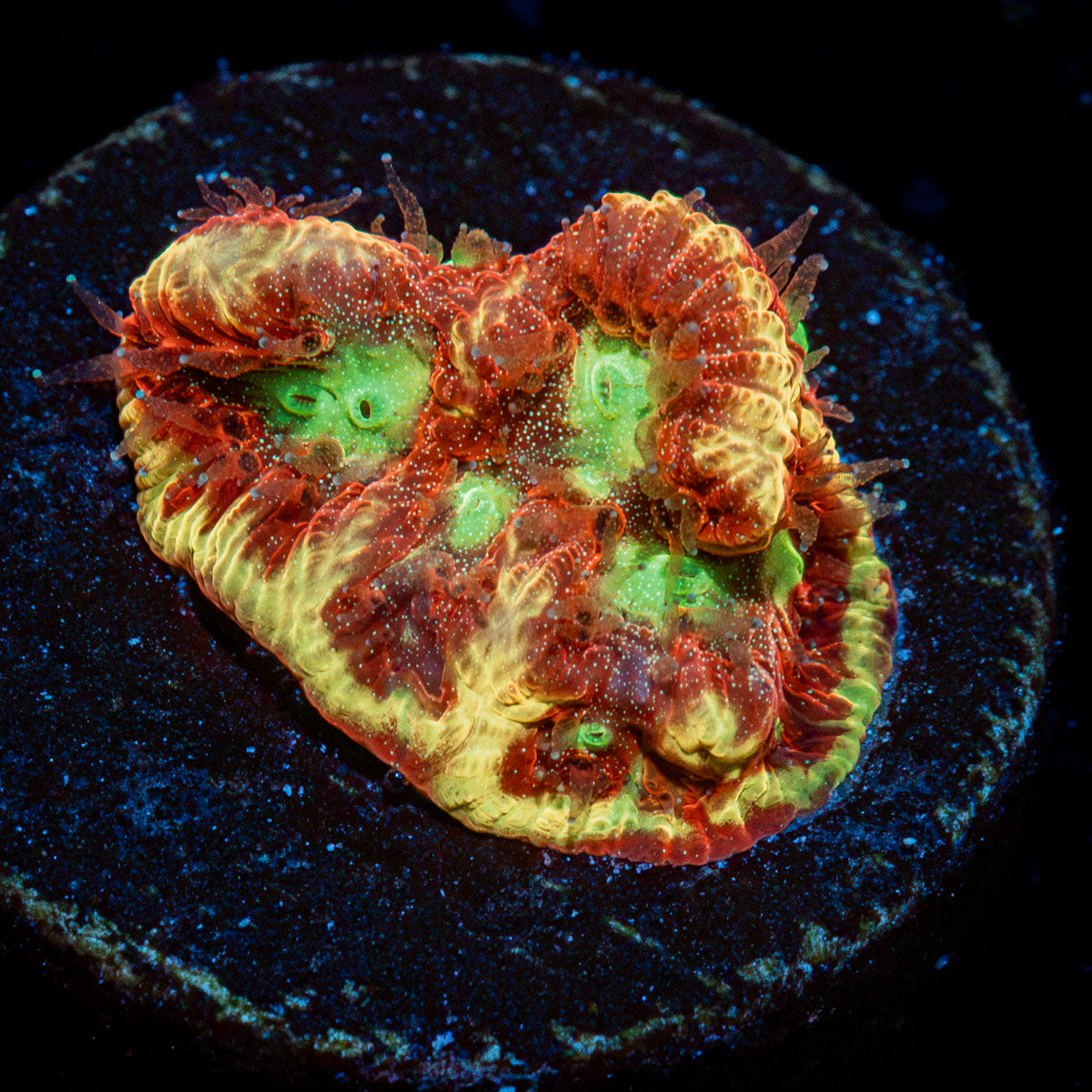 Conflict Diamond Favia Coral with encrusting growth in reef aquarium