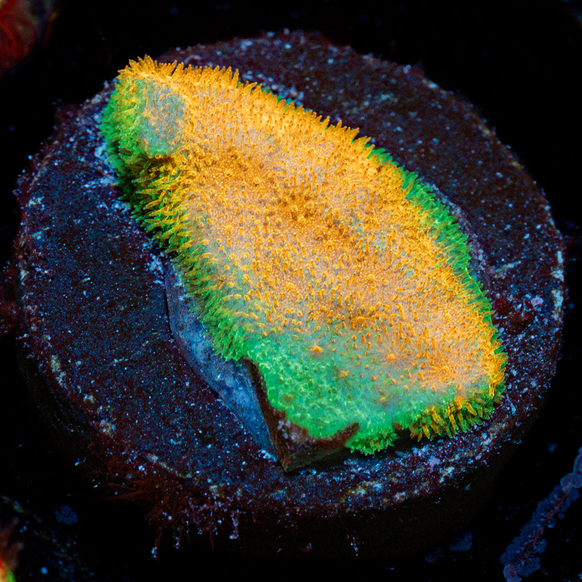 TG Watermelon Psammocora Coral with encrusting growth in reef aquarium