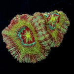 Pirate Hunter Asian acan coral with fleshy polyps in reef aquarium