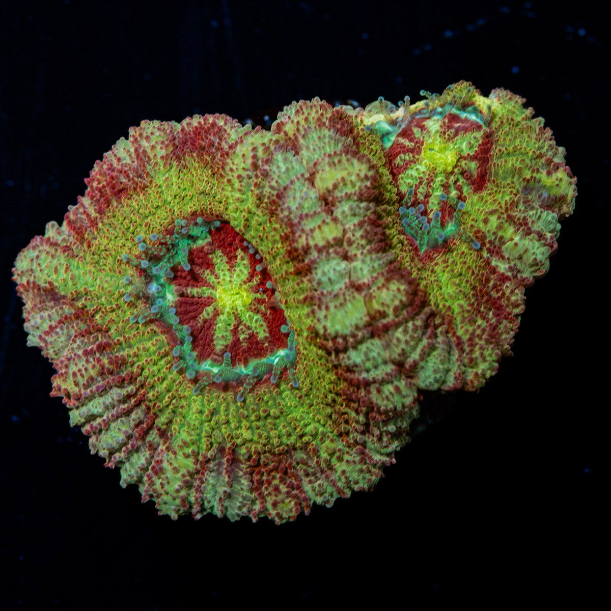 Pirate Hunter Asian acan coral with fleshy polyps in reef aquarium