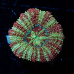 Hawk Eye Asian Acan Coral with fleshy polyps in reef aquarium