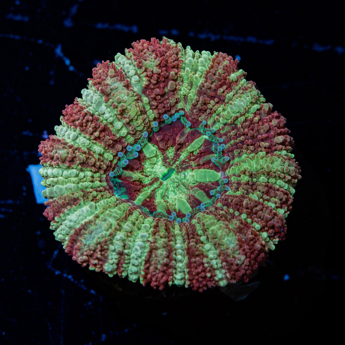 Hawk Eye Asian Acan Coral with fleshy polyps in reef aquarium