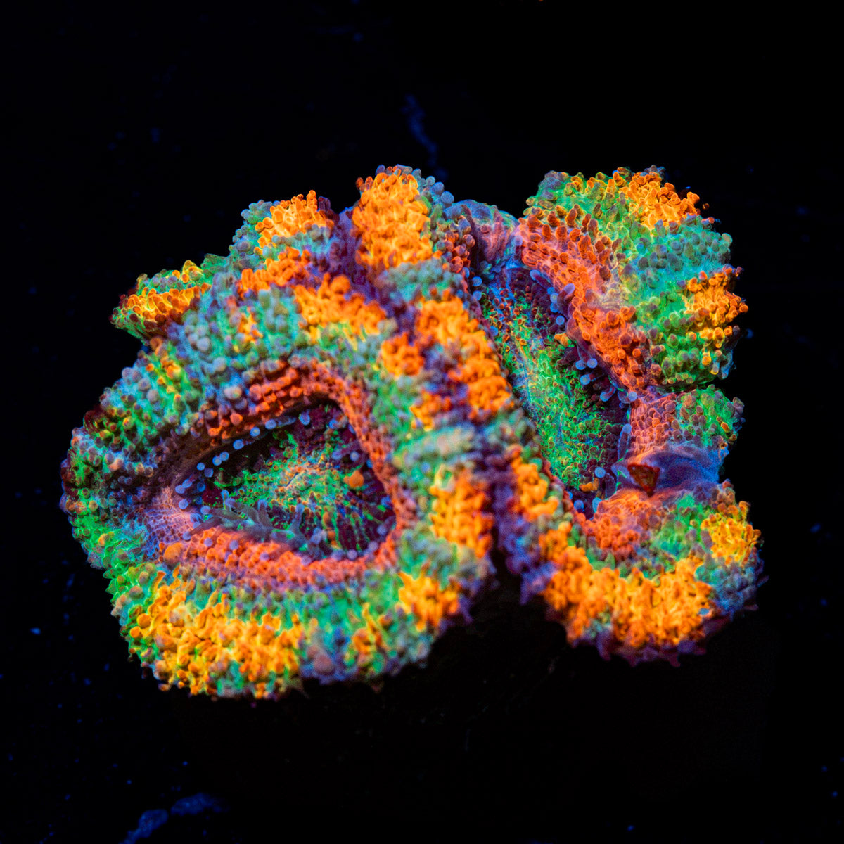 Lunar Eclipse Rainbow Acan Coral with fleshy polyps in reef aquarium