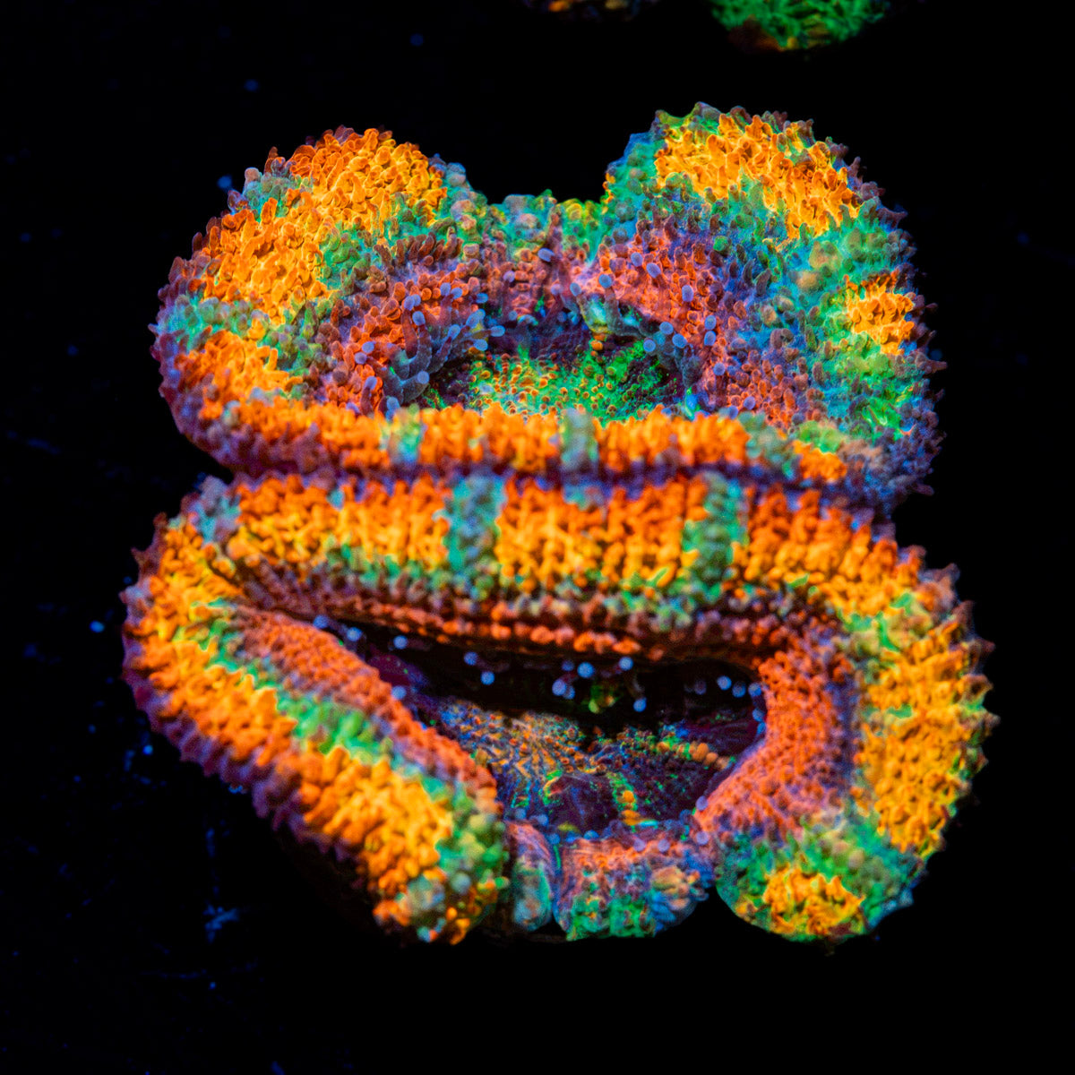 Lunar Eclipse Rainbow Acan Coral with fleshy polyps in reef aquarium