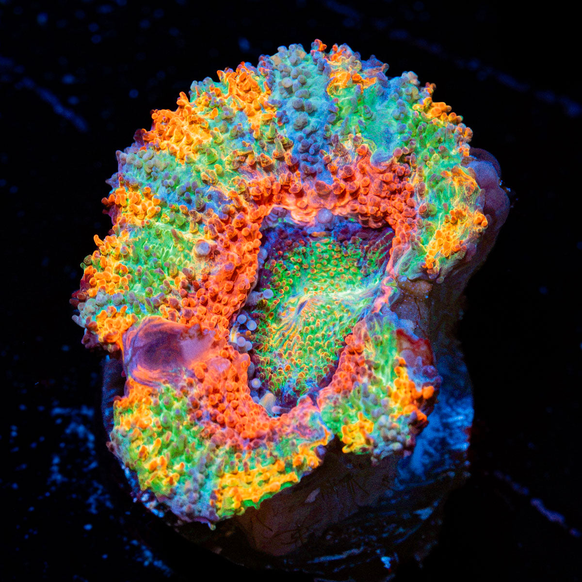 Lunar Eclipse Rainbow Acan Coral with fleshy polyps in reef aquarium