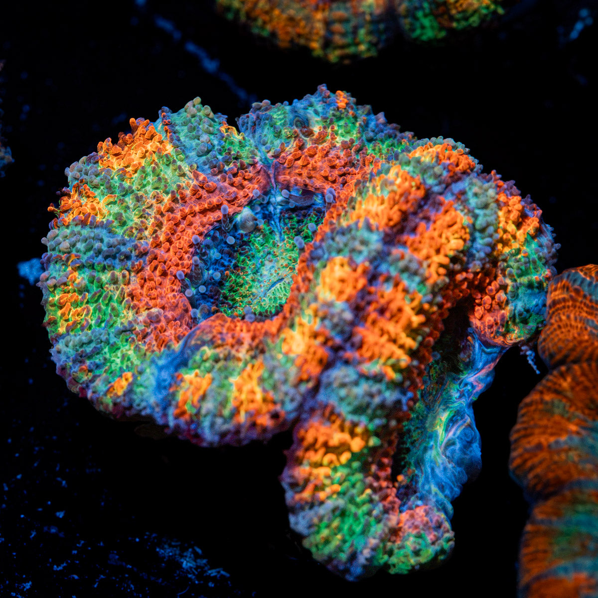 Lunar Eclipse Rainbow Acan Coral with fleshy polyps in reef aquarium